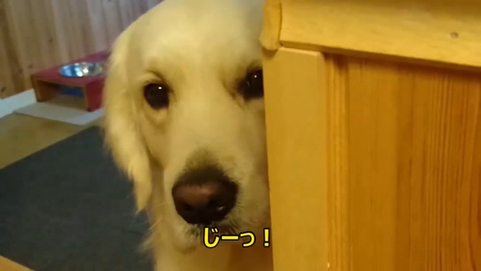 ヨーグルトを欲しがるギンちゃん5