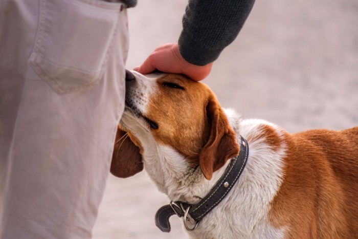 撫でる、茶白の犬
