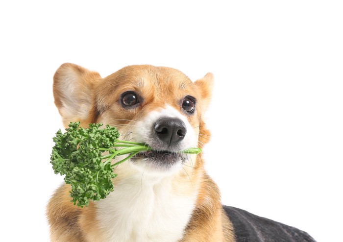パセリをくわえている犬