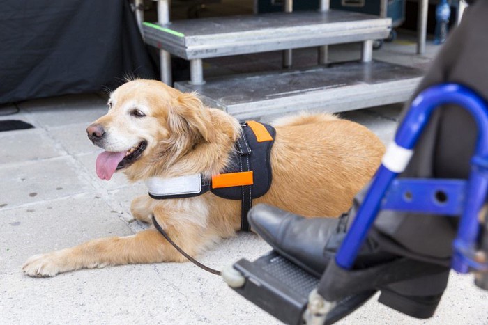 車椅子の前にいる補助犬