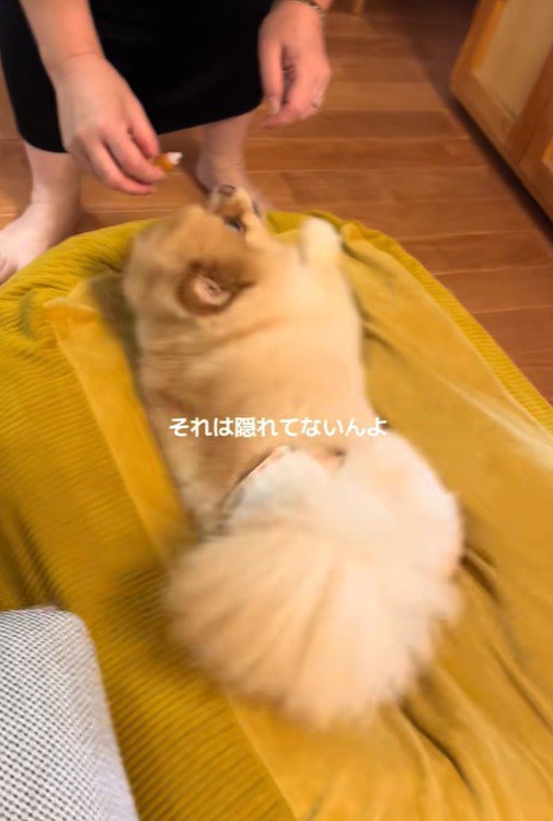 目薬が嫌で隠れるワンコ2