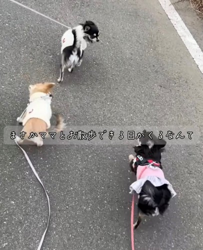 散歩をしている3匹の犬