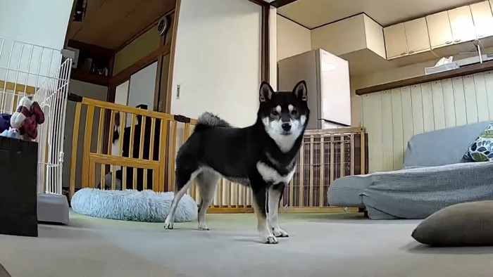 立つ犬