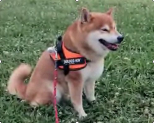 柴犬