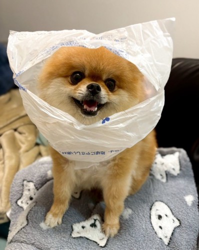 ポメラニアン