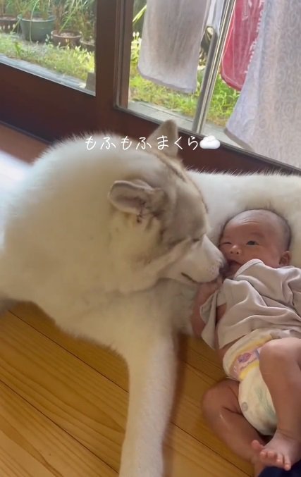 赤ちゃんを舐める緋那子ちゃん