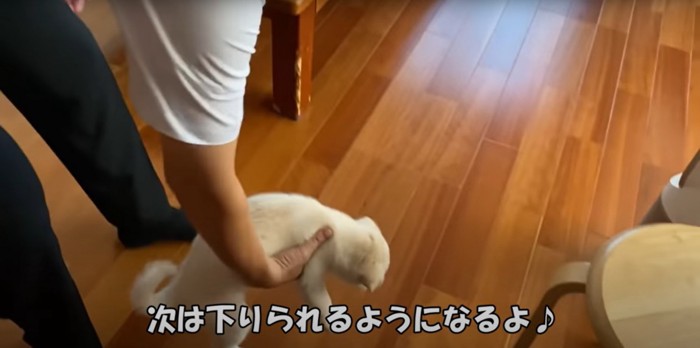 抱っこで下ろしてもらう白い子犬