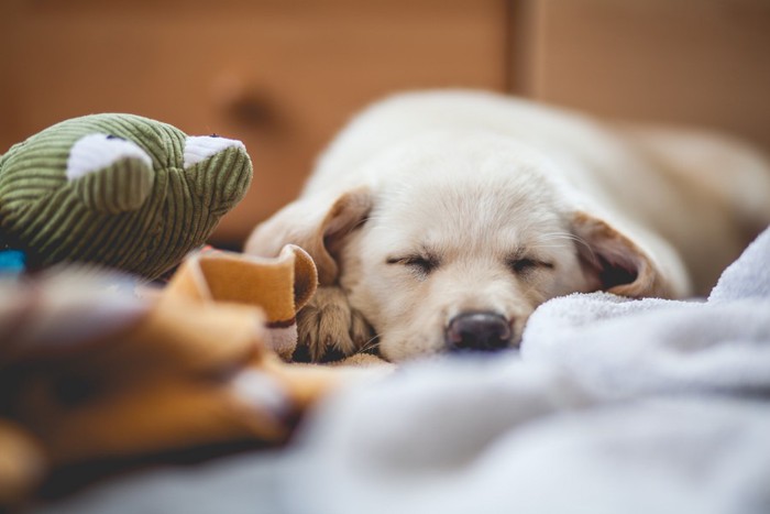 うつ伏せで寝ている犬