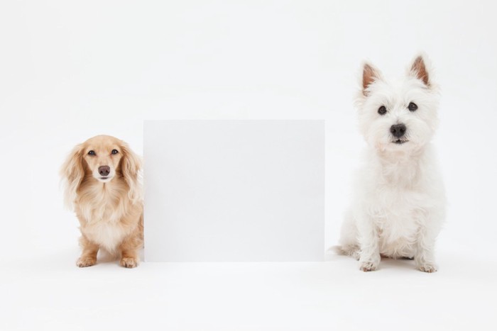 距離のある犬