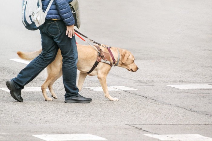 盲導犬と歩く男性、ラブラドール