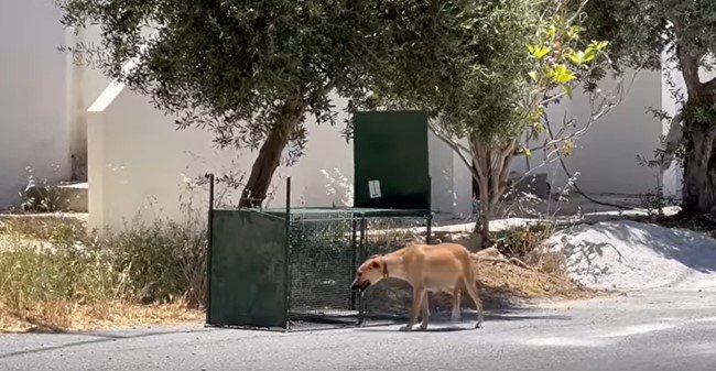 トラップから出た犬