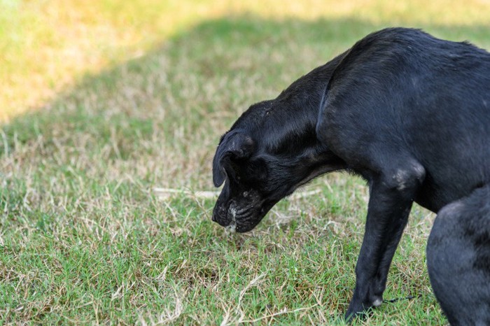 嘔吐する姿勢の黒い犬