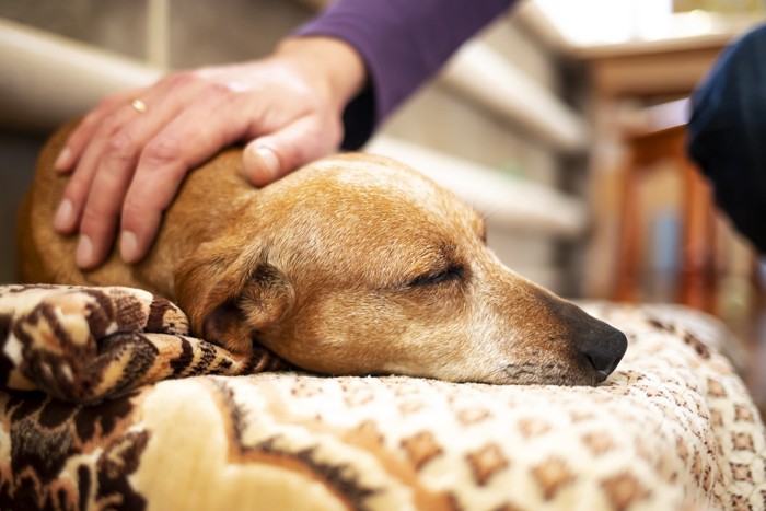 睡眠中になでてもらっている犬