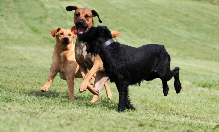 遊ぶ犬