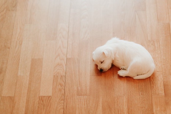 フローリングで眠る子犬