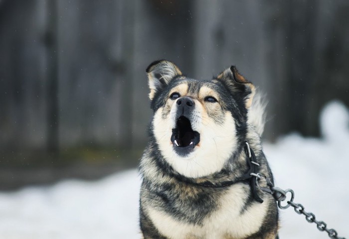 吠える犬、鎖に繋がれている