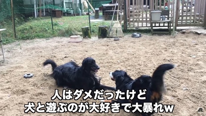 犬同士で遊ぶアデルちゃん