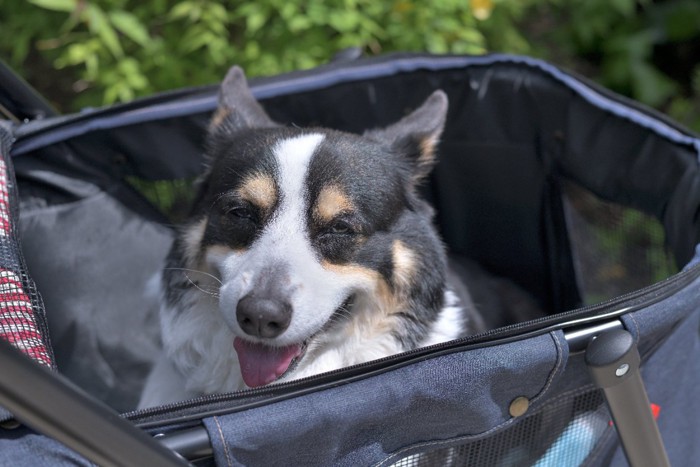 ドッグカートで散歩する老犬