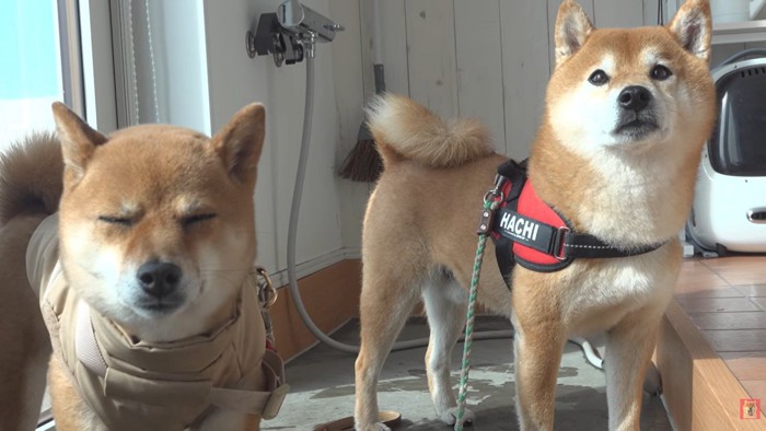 散歩に行ったはちくん