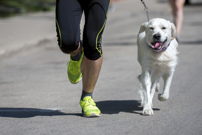 ランナーといっしょに走る犬