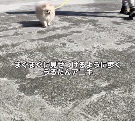 「こうやって歩くんだよ」