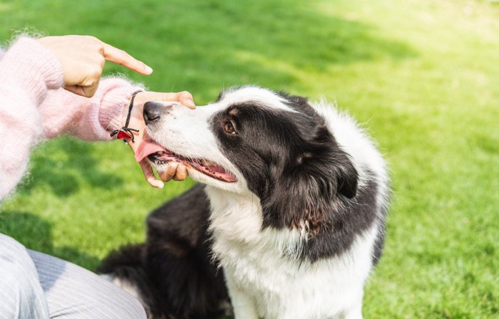 叱られて飼い主の手を舐めようとする犬