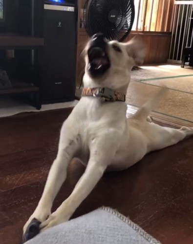 口を開けて反り返る犬