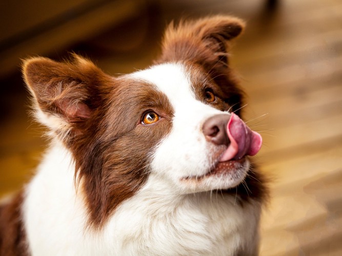 口元を下で舐めながら上を見上げている犬
