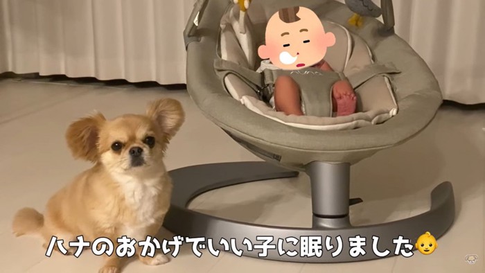 バウンサーに乗る赤ちゃんを見守るハナちゃん10