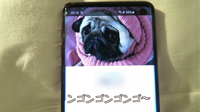 犬がうつったスマートフォンの画面2