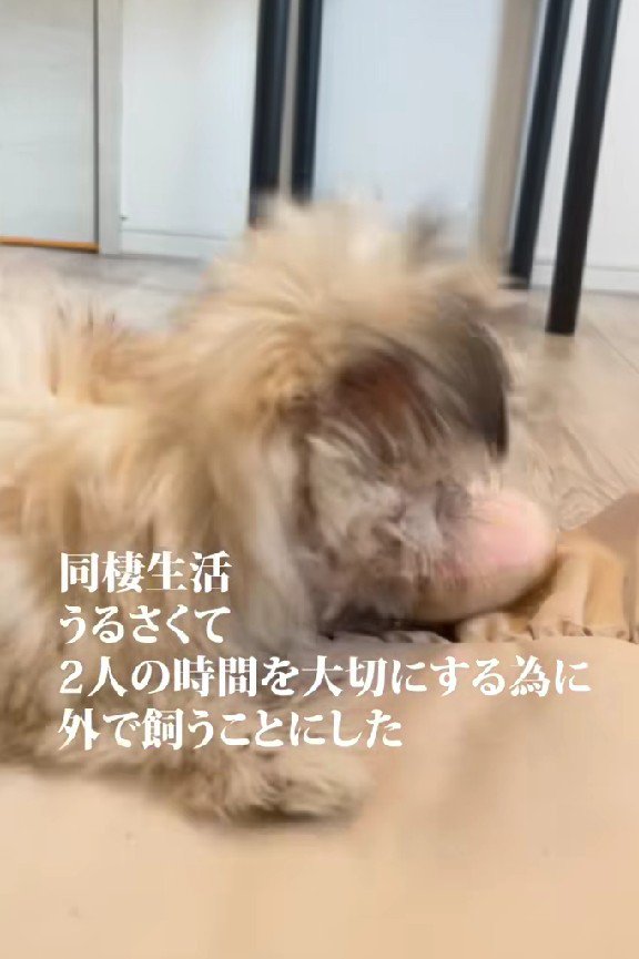 外で飼います！！