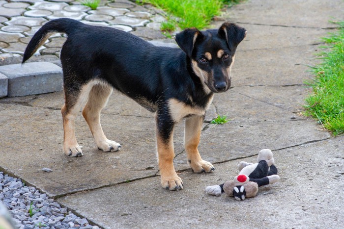 外にいる犬とぬいぐるみ