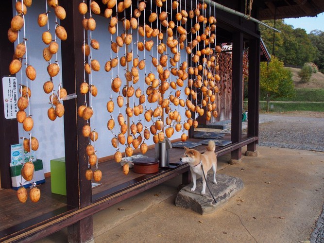 吊るし柿と柴犬