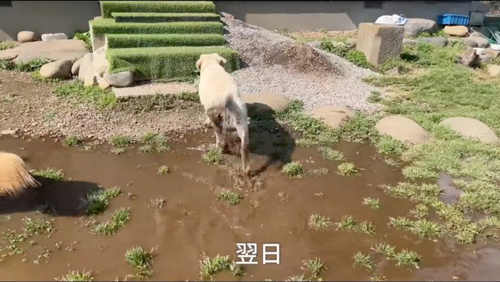 庭の水たまりに入る犬