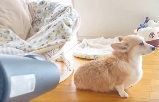 シャンプー