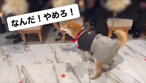 リングドッグに挑戦する大吉くん6