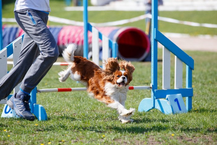 アジリティスポーツを楽しむ犬