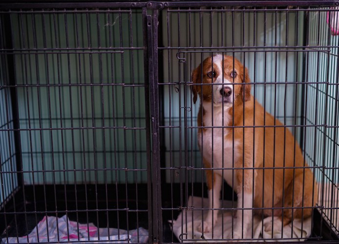 ケージに入っている茶色い犬