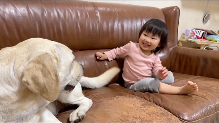 ソファの上でじゃれ合う白い犬と女の子