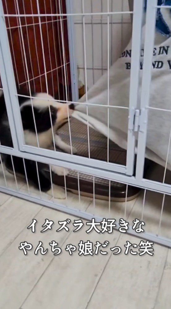 飼い主の服の裾を咥える犬