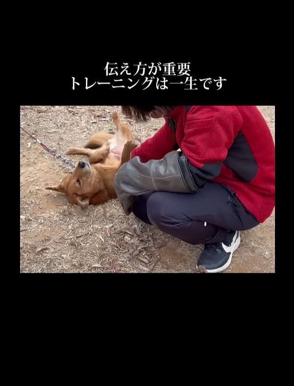 お腹を撫でられながらうっとりする犬