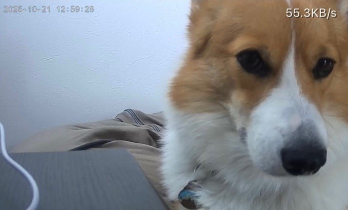 お留守番中のポムちゃん2