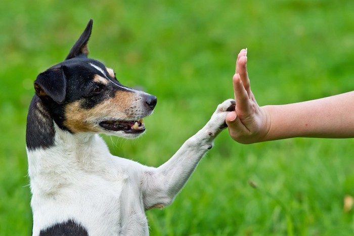 ハイタッチする人と犬