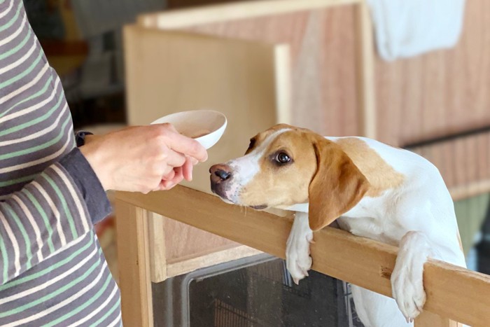 身を乗り出す垂れ耳の犬