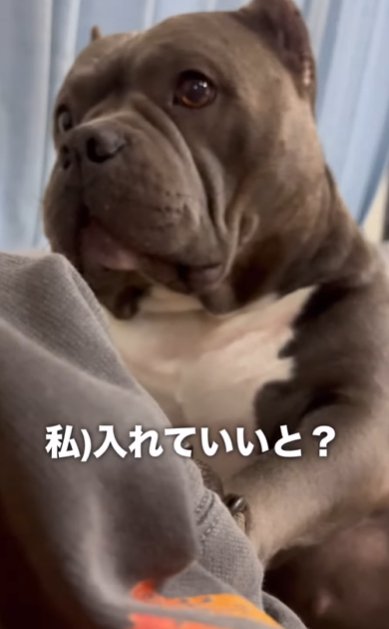 優しい表情のアメリカンブリー