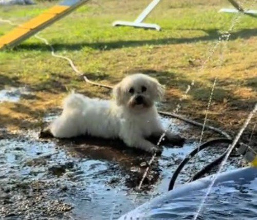 泥だらけの水たまりの上に伏せをする犬