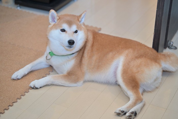 フローリングとコルクマットと柴犬