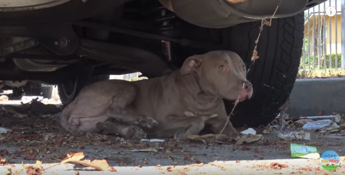 車の下に隠れる犬