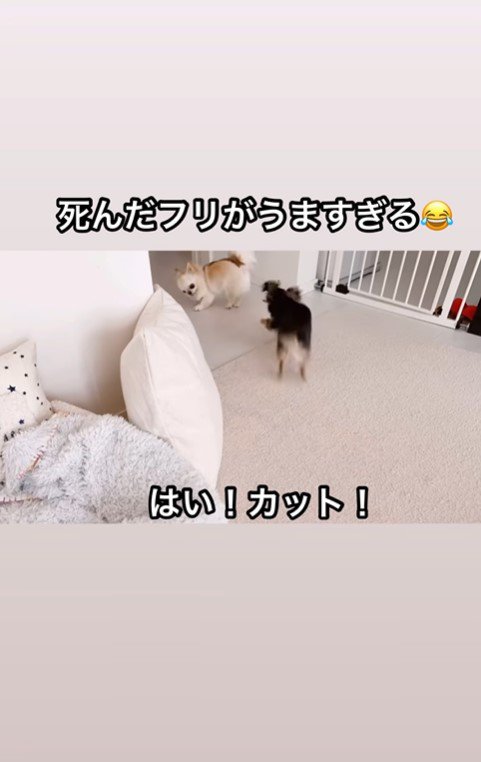 えびちゃんの死んだフリ9