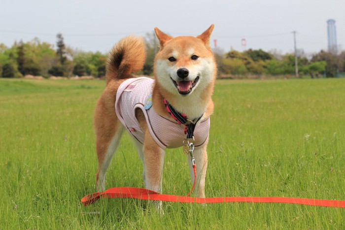 赤い長いリードをつけたお散歩中の柴犬